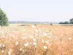 Top field Top field